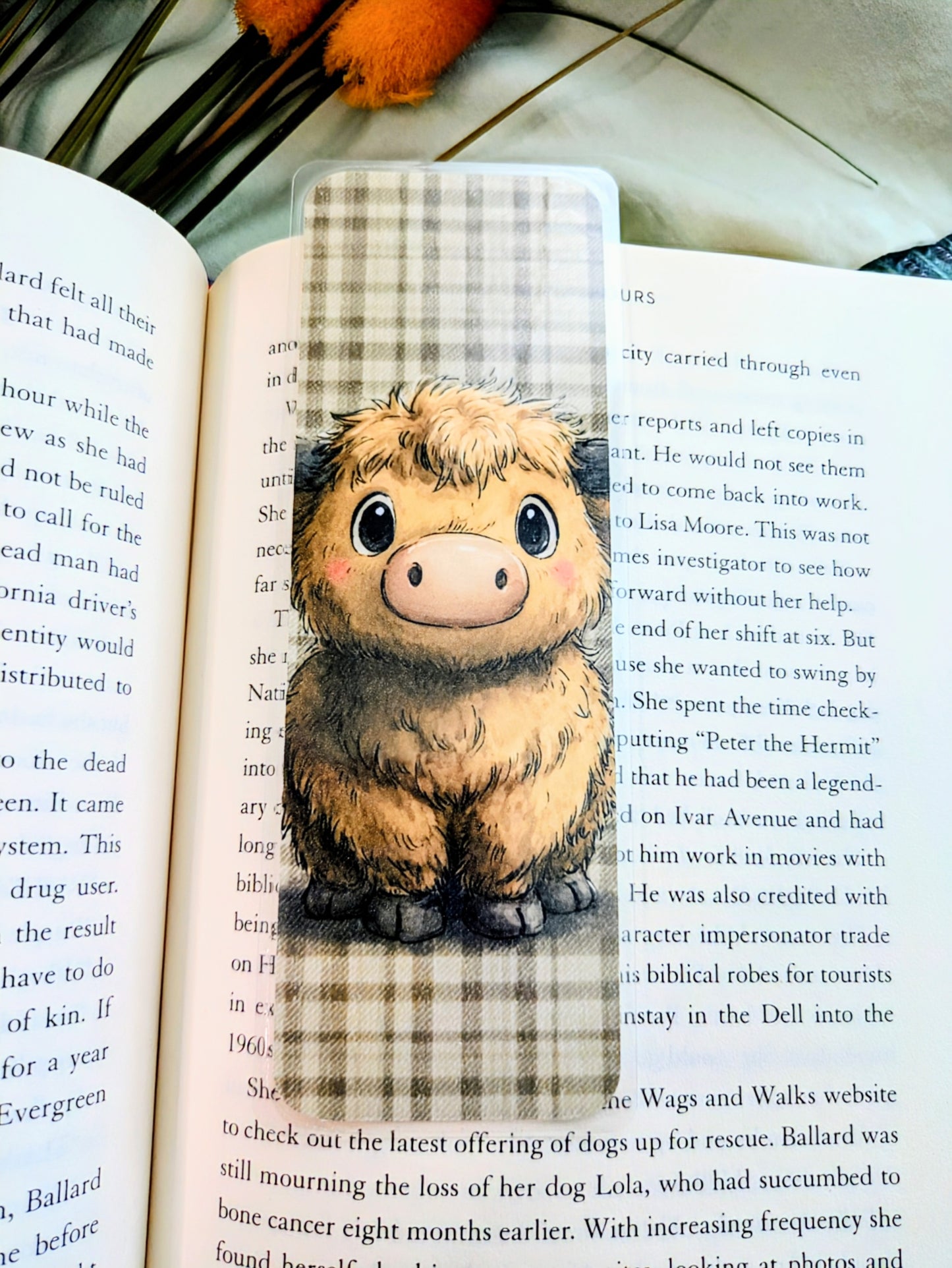 "Curl up with a Highland Cow"